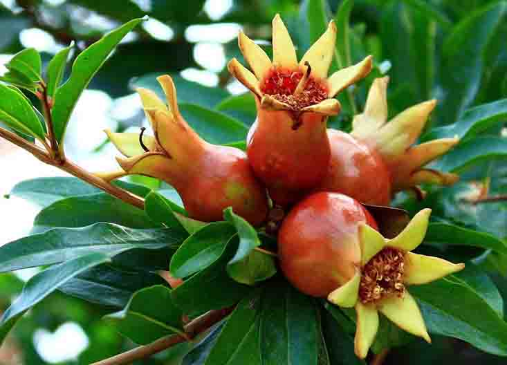 果實(shí).jpg 果實(shí).jpg