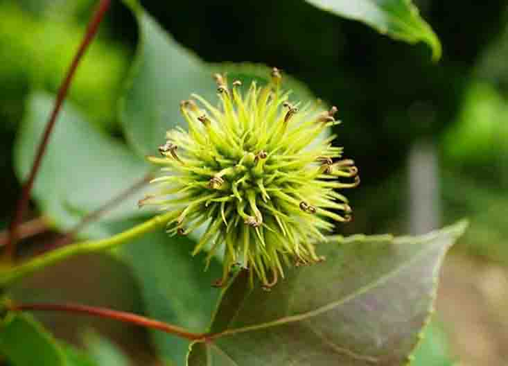 楓香??.jpg 楓香??.jpg